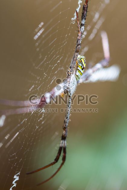 Close-up of spider on cobweb - бесплатный image #428769