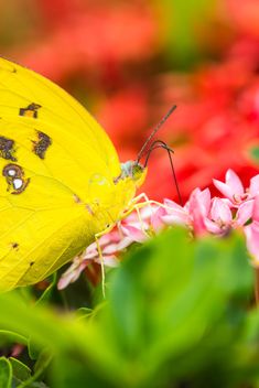 yellow butterfly - image gratuit #428799 