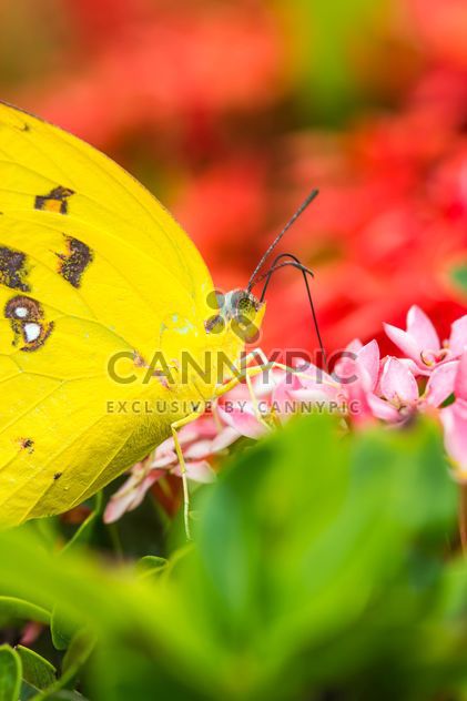 yellow butterfly - бесплатный image #428799