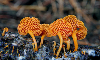 Orange Pore Fungus (Favolaschia calocera) - бесплатный image #428809