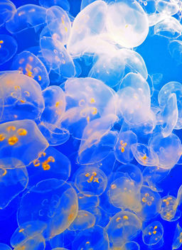 Attack of the Moonjellies - Free image #429329
