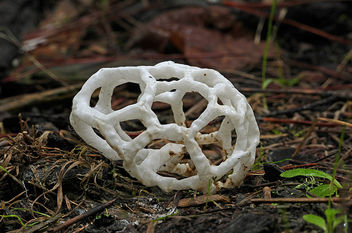 basket fungi. (Ileodictyon cibarium) - бесплатный image #432939