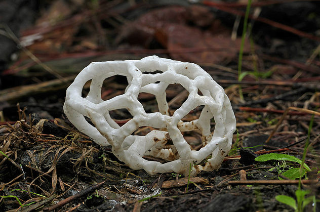 basket fungi. (Ileodictyon cibarium) - image gratuit #432939 