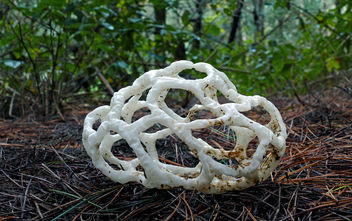 Basket Fungi.(Ileodictyon cibarium) - бесплатный image #434009