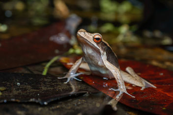 Clinotarsus penelope, Penelope's Hill frog - Kaeng Krachan National Park - Kostenloses image #434499
