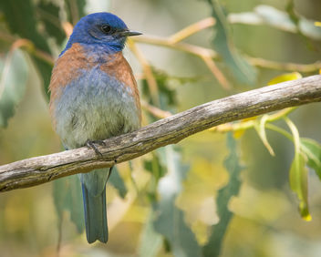Western Bluebird (m) - бесплатный image #434539