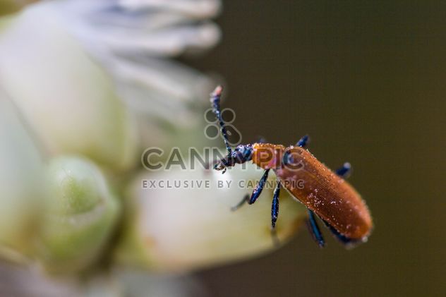 cardinal beetle - image gratuit #438969 