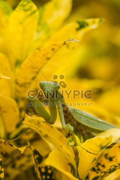 praying mantis on yellow leaf - image #438999 gratis