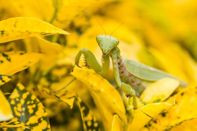 praying mantis on yellow leaf - image #439009 gratis