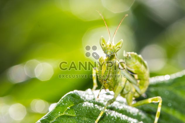 prayer mantis on green leaf - Free image #439069