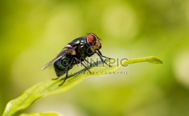 Blow fly - Kostenloses image #439169