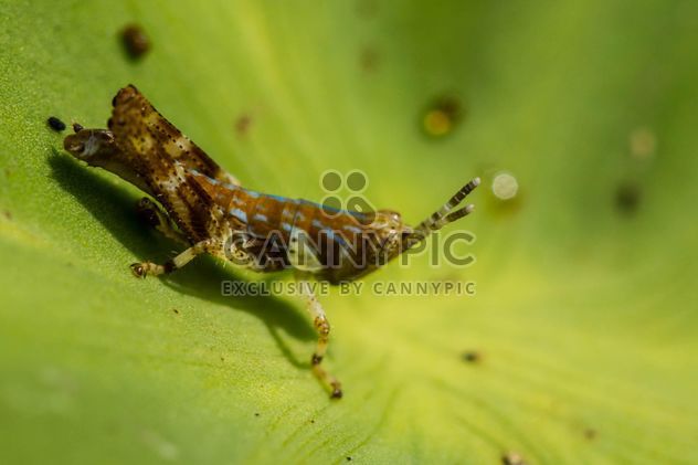 Grasshopper - image gratuit #439219 