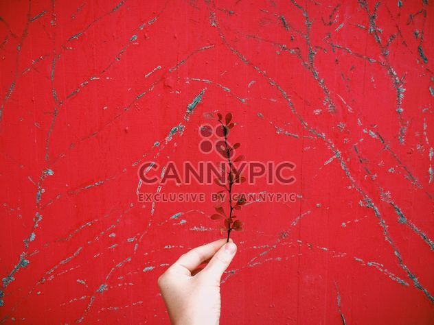 Branch with dry leaves in the hand over red background - image gratuit #439239 