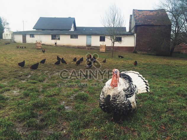 turkey farm homestead - image #439269 gratis