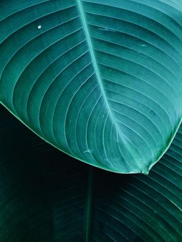 Green leaf - image #439279 gratis