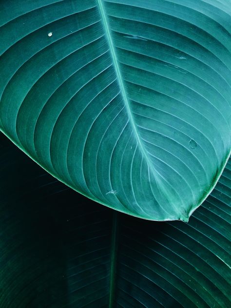 Green leaf - image gratuit #439279 