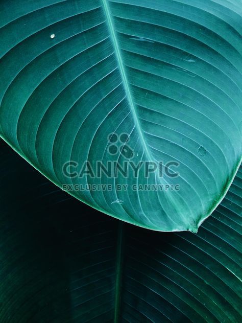 Green leaf - image #439279 gratis
