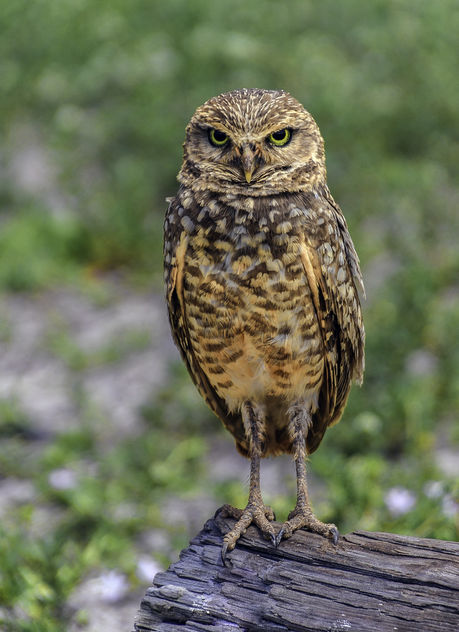 Owl Posing - Kostenloses image #442859