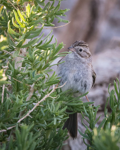Brewer's Sparrow - Free image #443719