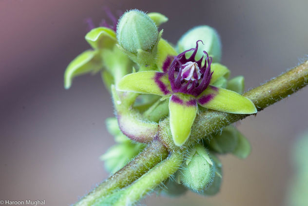 Raphionacme procumbens flower - Free image #447149
