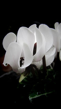 Cyclamen catching the raindrops... - Kostenloses image #448149