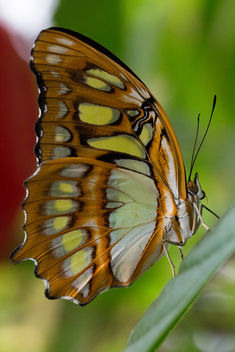 Papillon Malachite - image gratuit #448509 
