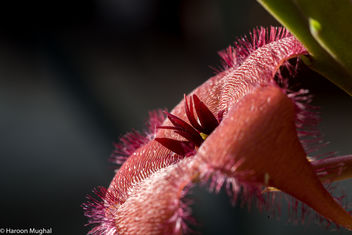 Stapelia Grandiflora - Kostenloses image #448599