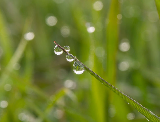 Droplets - Free image #448929