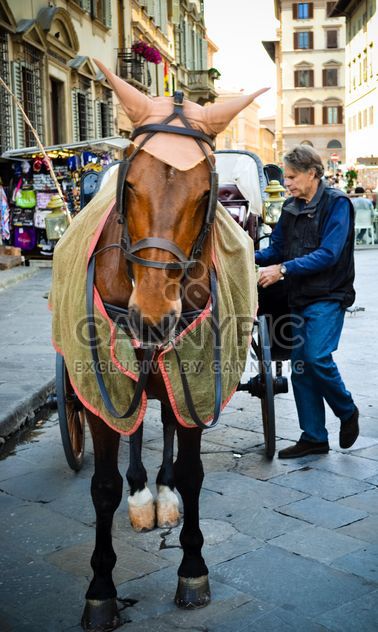 Horse-drawn carriage in Italy - image gratuit #449559 