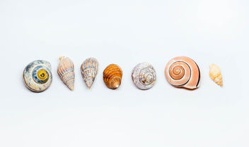 Group Of Sea Shells On white Background.jpg - Free image #450409