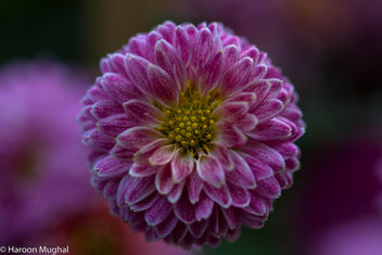 Chrysanthemum - image #450919 gratis