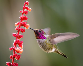 Anna's Hummingbird - бесплатный image #451389