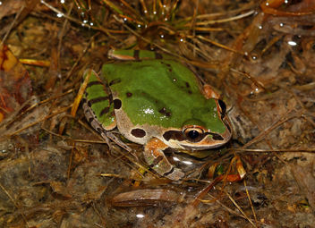 Ornate Chorus Frog (Pseudacris ornata) - image gratuit #451759 