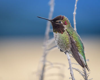 Anna's Hummingbird - image #451959 gratis