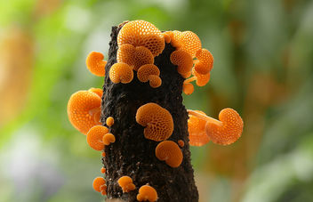 Favolaschia calocera.(orange pore fungus,) - бесплатный image #453039