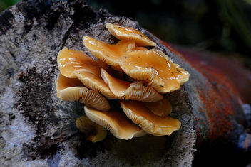 Honey Fungi. (Armillaria mellea). - image #453109 gratis