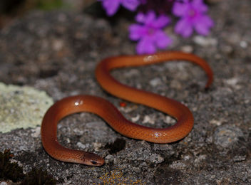 Flathead Snake (Tantilla gracilis) - бесплатный image #453499