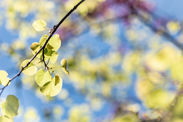 Spring Light Light - бесплатный image #453509