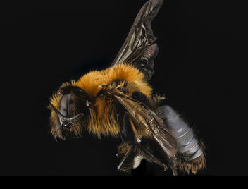 Andrena dunningi, F, side, MD, Harford County_2013-04-29-17.29 - image #453609 gratis
