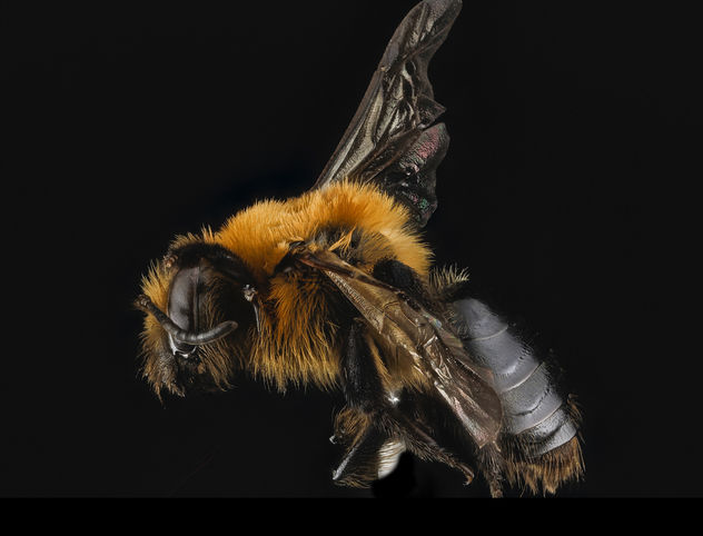 Andrena dunningi, F, side, MD, Harford County_2013-04-29-17.29 - Kostenloses image #453609