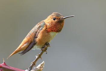 Allen's Hummingbird (m) - бесплатный image #453789