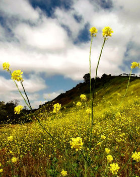 Mustard Grass - image #453989 gratis