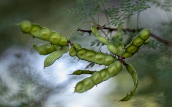 Fragrant Mimosa - Seed pods - бесплатный image #454009