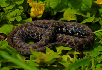 Kirtland's Snake (Clonophis kirtlandii) - бесплатный image #454319
