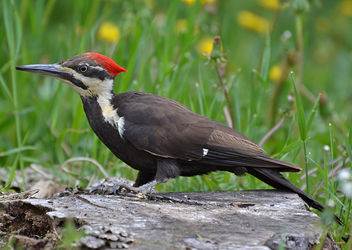 The Pileated Woodpecker Chase - image #454369 gratis