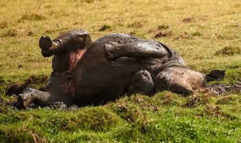 Rhino Mudbath - Free image #454899