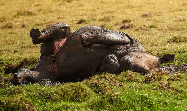 Rhino Mudbath - Kostenloses image #454899