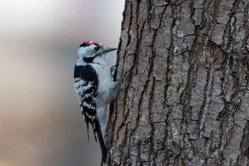 Lesser spotted woodpecker - image #455319 gratis
