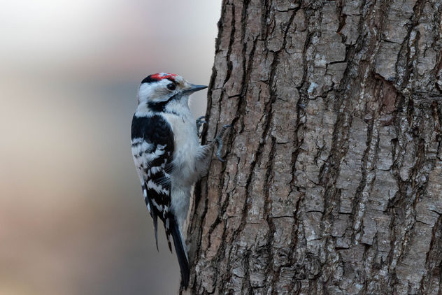 Lesser spotted woodpecker - Free image #455319