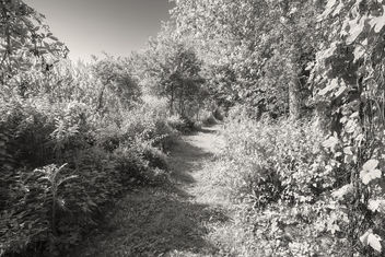 Meadow Walk - Free image #455449